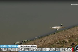 Αχιλλέας Μπέος για νεκρά ψάρια: Όλα είναι καθαρά - Αύριο θα κάνω  βουτιά στον Παγασητικό [βίντεο]