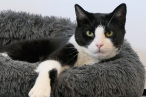 "Ωδή στη γάτα" Επιτραπέζιο ημερολόγιο του 2024, με έργα 15 γελοιογράφων!!!