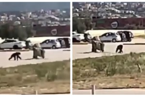 Αττικό Ζωολογικό Πάρκο: Η Ακρίτα με την Ευρυδίκη Παπαδοπούλου στη διαμαρτυρία για τον χιμπατζή [εικόνες] - εικόνα 7