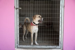 Σαντορίνη: Συγκινητική διάσωση σκύλου στην "Κόκκινη Παραλία" [εικόνα]