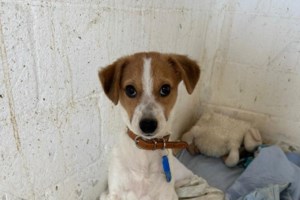 Σήμερα θα γνωρίσετε τον Fobi και τη Νίκη: Εχουν περάσει τραγικά στην  αδέσποτη ζωή τους - Βοηθήστε μας να τα βοηθήσουμε - εικόνα 2