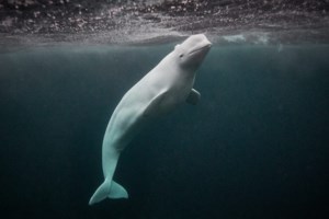 Σπαρακτικό το πένθος της φάλαινας δολοφόνου για το νεκρό μωρό της: Είναι η ίδια φάλαινα που είχε πενθήσει άλλο μωρό της το 2018 - εικόνα 2