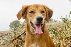 Πώς να προστατέψετε τον σκύλο και τη γάτα σας από τα παράσιτα