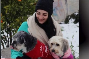 Κύθνος: Τι συμβαίνει στο νησί με τους θανάτους ζώων από φόλες - "Tο σκυλάκι βγήκε βόλτα έξω από το σπίτι, δεν πέρασαν ούτε τρία λεπτά...." - εικόνα 3