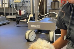 Τι δεν πρέπει να κάνετε αν βρείτε τραυματισμένο ζώο: Πώς να το βοηθήσετε - εικόνα 6