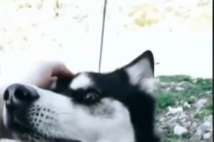 Θάνατος Χάσκι: Δημοσιογράφος καταγγέλλει ότι ενώ κατέθετε, έριξαν φόλες στο πάρκο που πηγαίνει με τον σκύλο της