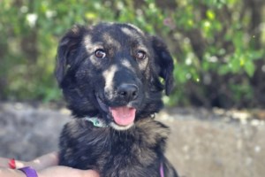 Οι σκύλοι το Πάσχα έχουν τον δικό τους Γολγοθά με τα βεγγαλικά και την κροτοφοβία - Τι πρέπει και τι δεν πρέπει να κάνετε - εικόνα 5