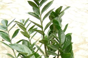 Τρίκαλα: Κλείνει σχολείο όπου εντοπίστηκαν πάνω από 4 φίδια - Λόγω της κακοκαιρίας