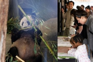 Αυτό είναι το μοναδικό αλμπίνο Πάντα σε ολόκληρο τον πλανήτη - Ζει σε φυσικό δρυμό στην Κίνα [Εικόνες, βίντεο] - εικόνα 4