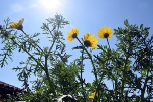 Μαγιάτικο καλοκαίρι -Ξεπέρασε τους 36 βαθμούς η θερμοκρασία στη Θεσσαλία - Ζέστη και την Τρίτη - εικόνα 3