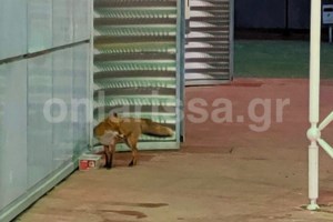 Λουτράκι: Αλεπού παίζει με... γάτα σε πάρκο της πόλης και γίνεται viral [βίντεο]