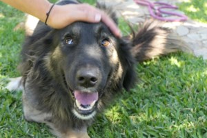 Ο Πλάτωνας είναι ένα κουτάβι λίγο φλου, και γενικά κάπως χυμένο - Θα αράξει δίπλα σου ή πάνω σου, και θα κοιμηθεί