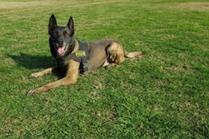 Λάρισα: Αστυνομικός σκύλος ξετρύπωσε βαρέλια θαμμένα στο έδαφος με 71 κιλά κάνναβης [εικόνες-βίντεο] - εικόνα 4