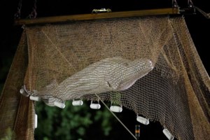 Λύθηκε το μυστήριο: Η Σάρλοτ το σαλάχι έμεινε έγκυος με παρθενογένεση- Tο ενυδρείο περιμένει τα μικρά της [βίντεο]