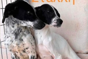 Ο Νιόνιος έχει κοινοποιηθεί 650 φορές: Είναι δίκαιο αυτός ο "χνούδης" να μην έχει βρει ακόμη το σπιτάκι του; - εικόνα 3