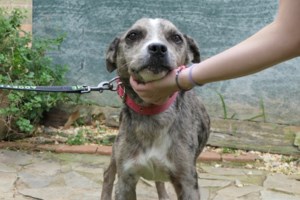 Σώστε ένα αδεσποτάκι: Κοιτάξτε ένα παιδί - "Γειά θαθ, δεν μ' αρέθει θτο δρόμο και κάνει και κρύο"