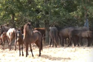 "Sos" από τους ειδικούς για τα φαινόμενα λειψυδρίας στη χώρα - Οι περιοχές με το μεγαλύτερο πρόβλημα