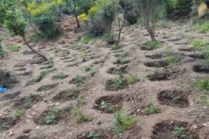 Θήβα: Εντοπίστηκε η μεγαλύτερη χασισοφυτεία στην Ελλάδα - Πάνω από 8.300 δενδρύλλια, κέρδη 15 εκατ. ευρώ ήταν ο στόχος - εικόνα 3