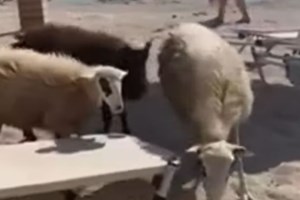 Πράξη αλληλεγγύης στη Λήμνο: Κτηνοτρόφοι χαρίζουν ζώα σε συναδέλφους τους που έχασαν κοπάδια από ευλογιά