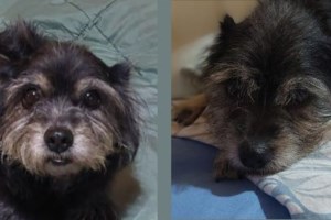 Τεράστια προσοχή στις κάμπιες- Είναι πολύ επικίνδυνες για σκύλους αλλά και γάτες - εικόνα 3