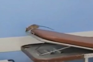 Αλλάζει όψη η Συγγρού: Φύτεψαν 300 φοίνικες - Γιατί επέλεξαν αυτά τα δέντρα