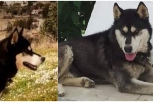 Οργή στην Αγγλία για τον κτηνοτρόφο που έσυρε μέχρι θανάτου με το αυτοκίνητό του το χάσκι του - Του επιβλήθηκε ποινή χάδι - εικόνα 4