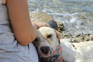 Η απίστευτη διάσωση της Mare που βρέθηκε να κολυμπά δυο ναυτικά μίλια από τη στεριά - Βίντεο ντοκουμέντο - εικόνα 3