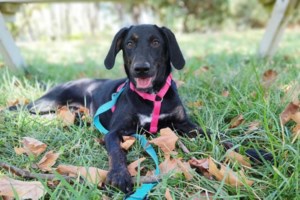 Ματθίλδη Μαγγίρα: "Είπα τον σκύλο "Χρήστο" για να ακουστεί το όνομα του πατέρα μου"