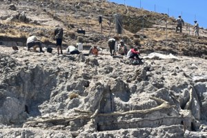 Μυτιλήνη: Άνοιξη με άγριες ορχιδέες στη σκιά απολιθωμένων κορμών ηλικίας 20 εκατομμυρίων ετών - εικόνα 3