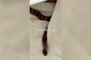 Αυστρία: 90 ερπετά βρέθηκαν μέσα στις αποσκευές ενός ταξιδιώτη στο αεροδρόμιο της Βιέννης