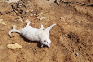 Πρωτοφανής θηριωδία στο Βαρθολομιό Ηλείας: Θανάτωσαν με φόλες πλήθος σκύλων και γατιών