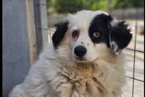 Ο Ράνερ  μέσα σε μια μέρα, έχασε τα πάντα - Μετά τις φωτιές τον πρόδωσε και ο κηδεμόνας του - εικόνα 2