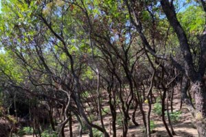 Θρίλερ στην Καλλιθέα: Εντοπίστηκε νεκρό ζευγάρι ηλικιωμένων μέσα στο σπίτι τους