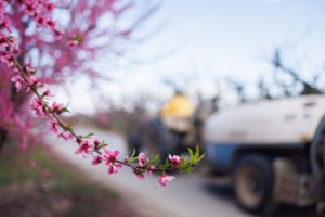 Από το Χανάμι του Τόκιο στις ανθισμένες κερασιές της Πέλλας - Το εντυπωσιακό ολάνθιστο πέπλο [εικόνες] - εικόνα 3