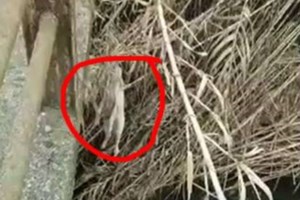 Συνελήφθη ο "τοξοβόλος" που σκότωσε τον σκύλο στην Πετρούπολη - Είχε προσπαθήσει άλλες δύο φορές