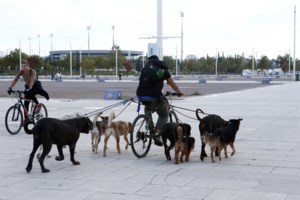 Θεσσαλονίκη: Σκύλος επιτέθηκε και τραυμάτισε δυο ανήλικους – Συνελήφθη η 68χρονη ιδιοκτήτρια