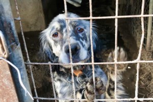 Αυτές τις ημέρες που κάνει κρύο, ας προστατέψουμε τα αδέσποτα της γειτονιάς μας