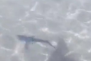 Ηρωίδα 26χρονη μητέρα πέθανε από δάγκωμα καρχαρία, πρόλαβε όμως να σώσει την 5χρονη κόρη της - εικόνα 2