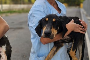 Ο Ραμόν γεννήθηκε στον δρόμο. Ήταν το μοναδικό κουτάβι της μάνας του και δεν έλεγε να ξεκολλήσει από την αγκαλιά της