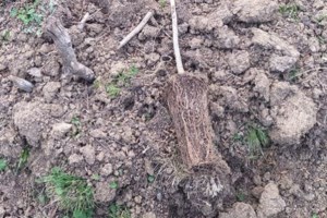 Μεγάλη επιτυχία της ΕΛΑΣ: Κατασχέθηκαν 365.000 κροτίδες - Από τις μεγαλύτερες ποσότητες που έχουν βρεθεί στην Ελλάδα [Βίντεο]