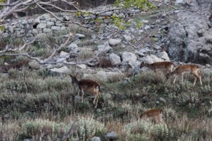 Ρόδος: Χειρουργήθηκε και είναι καλά το ελαφάκι που σώθηκε από τη φωτιά [Εικόνες] - εικόνα 2