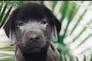 Δικαστική δικαίωση για τα τυφλά άτομα με σκύλο-οδηγό: Καταδίκη του ταξιτζή που είχε αρνηθεί τη μεταφορά γυναίκας - εικόνα 3