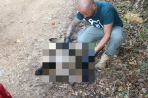 Αποτρόπαιο έγκλημα στην Καστοριά: Νεκρό αρκουδάκι από πυροβόλο όπλο - Δέχθηκε ευθεία βολή από πολύ κοντινή απόσταση