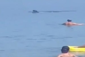 Ρόδος: Εντοπίστηκαν δηλητηριώδεις μέδουσες της Ερυθράς Θάλασσας - Μπορεί να φτάσουν το ένα μέτρο σε διάμετρο [εικόνα]