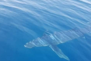 Καραμπόλα τριών οχημάτων στην Αττική Οδό: Στο "κόκκινο" η κίνηση - Live o χάρτης - εικόνα 4