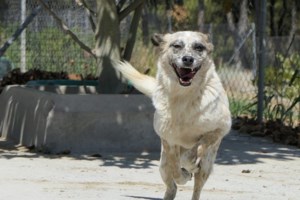 Σώστε ένα αδεσποτάκι: Κοιτάξτε ένα παιδί - "Γειά θαθ, δεν μ' αρέθει θτο δρόμο και κάνει και κρύο" - εικόνα 2