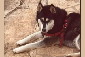 Μυστήριο με το χάσκι στην Αράχωβα: Ψάχνουν τα τηλέφωνα - Καλούν τον ιδιοκτήτη για συμπληρωματική κατάθεση - εικόνα 2