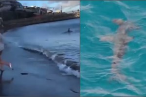 Καρχαρίας κατασπάραξε Ιταλό αξιωματούχο της ΕΕ στην Ερυθρά Θάλασσα - Ο 48χρονος γιόρταζε τα γενέθλιά του σε πολυτελές θέρετρο - εικόνα 3