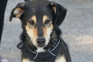 Σώστε ένα αδεσποτάκι: Η Χαρά έχει το πιο χαριτωμένο χαμόγελο και αγαπάει πολύ τους ανθρώπους - εικόνα 5