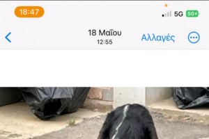 Καταγγελία του SGS: Εξαφανίζουν τα ζώα από το Κυνοκομείο Τρίπολης -  Kάποια επίσημη αρχή θα ελέγξει το καταφύγιο; - εικόνα 4